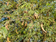 Tiêu dùng - Loại quả xưa có đầy vườn không ai hái, nay làm thành món đặc sản thơm ngon chị em thích mê, 180.000 đồng/kg