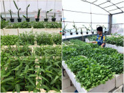 Nhà đẹp - Mẹ đảm Hải Dương dành 2 năm vác đất lên sân thượng, khách đến nhà ai cũng xin ngắm vườn