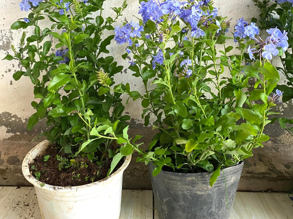 Hoa thanh xà được bày bán trên các chợ mạng.