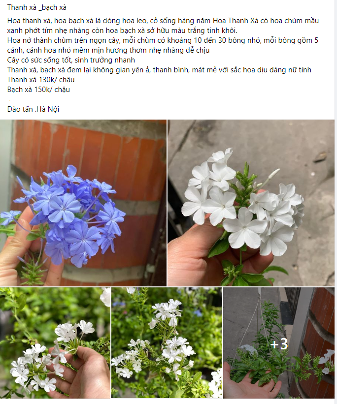 Cây hoa hot trend hè 2022: Màu sắc đẹp mê mẩn, giá rẻ mà dễ chăm sóc khiến chị em đua nhau đặt mua - 10