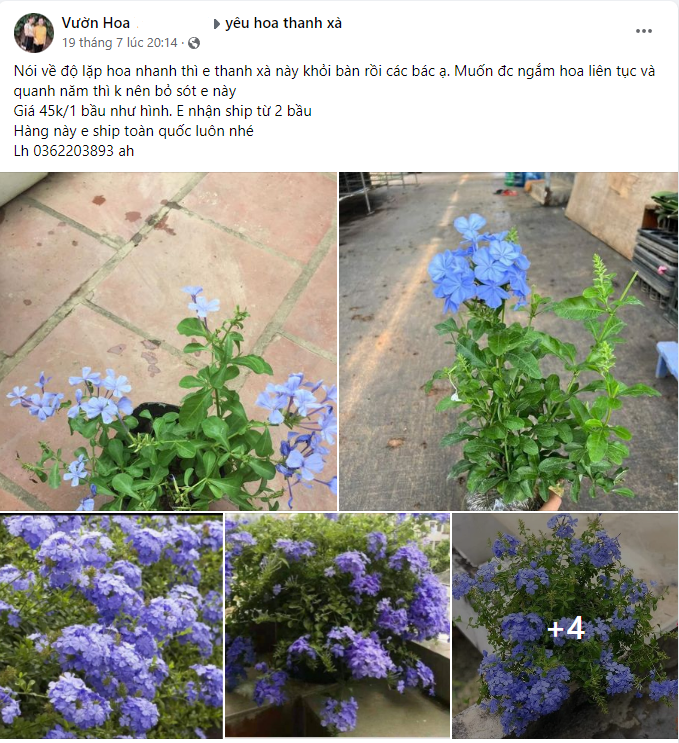 Nhiều nơi bán hoa thanh xà với giá cả rất hợp lý.