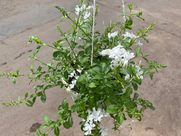 Ngoài thanh xà xanh còn có thanh xà trắng cũng rất đẹp mắt