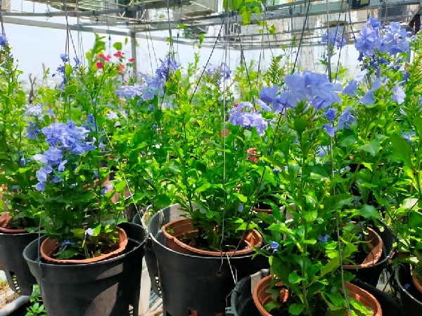 Cây hoa hot trend hè 2022: Màu sắc đẹp mê mẩn, giá rẻ mà dễ chăm sóc khiến chị em đua nhau đặt mua - 7