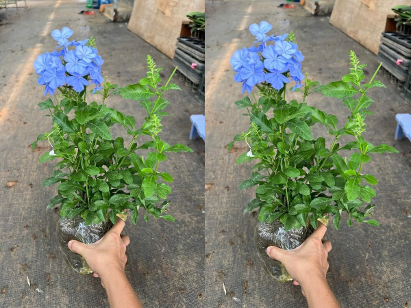 Cây hoa hot trend hè 2022: Màu sắc đẹp mê mẩn, giá rẻ mà dễ chăm sóc khiến chị em đua nhau đặt mua - 8