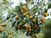 Xem ăn chơi - Loại quả xưa ít người ưa chuộng, giờ thành đặc sản nổi tiếng, muốn mua nhất định phải đến nơi này, 100.000 đồng/kg