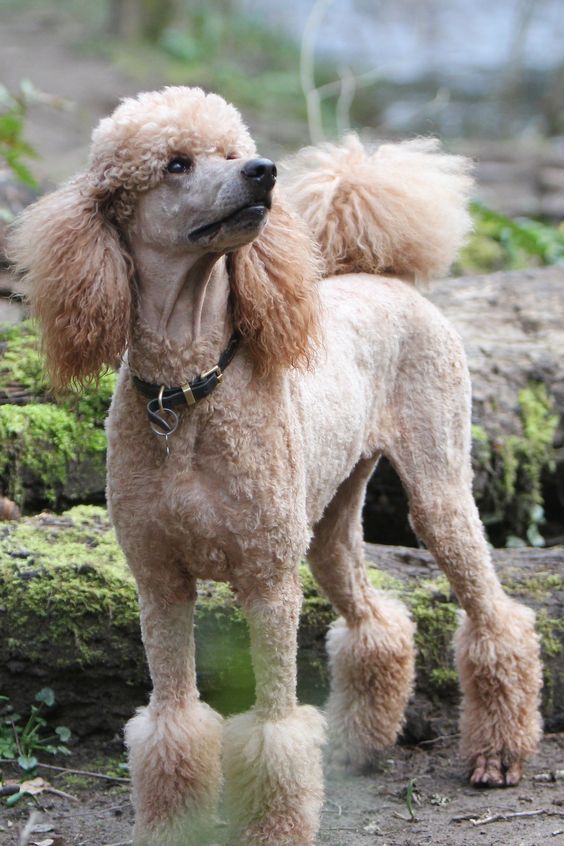 Chó Poodle - Đặc điểm, phân loại và cách nuôi - 2