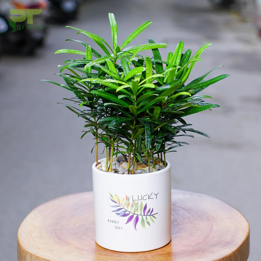 Thông lahan có ý nghĩa gì và cách tạo dáng đẹp nhất - 16