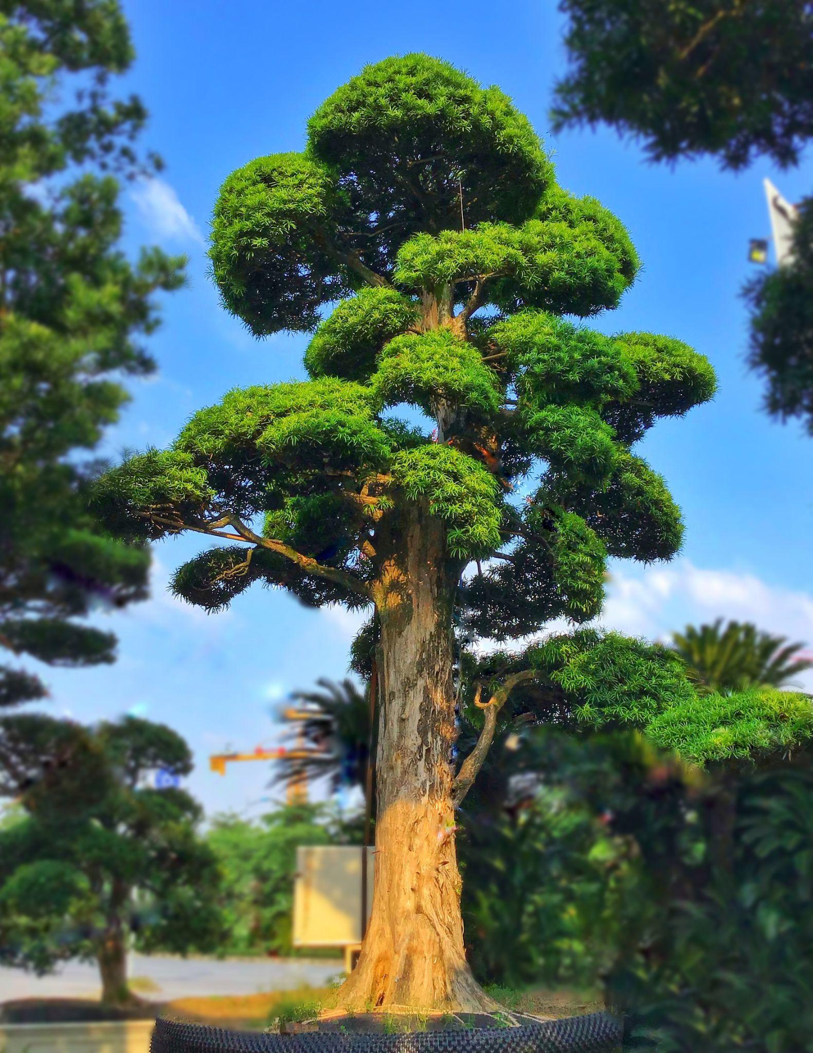 Thông lahan có ý nghĩa gì và cách tạo dáng đẹp nhất - 7