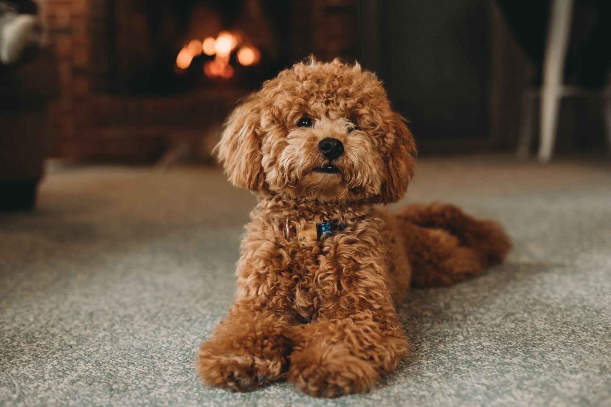 Chó Poodle - Đặc điểm, phân loại và cách nuôi - 16