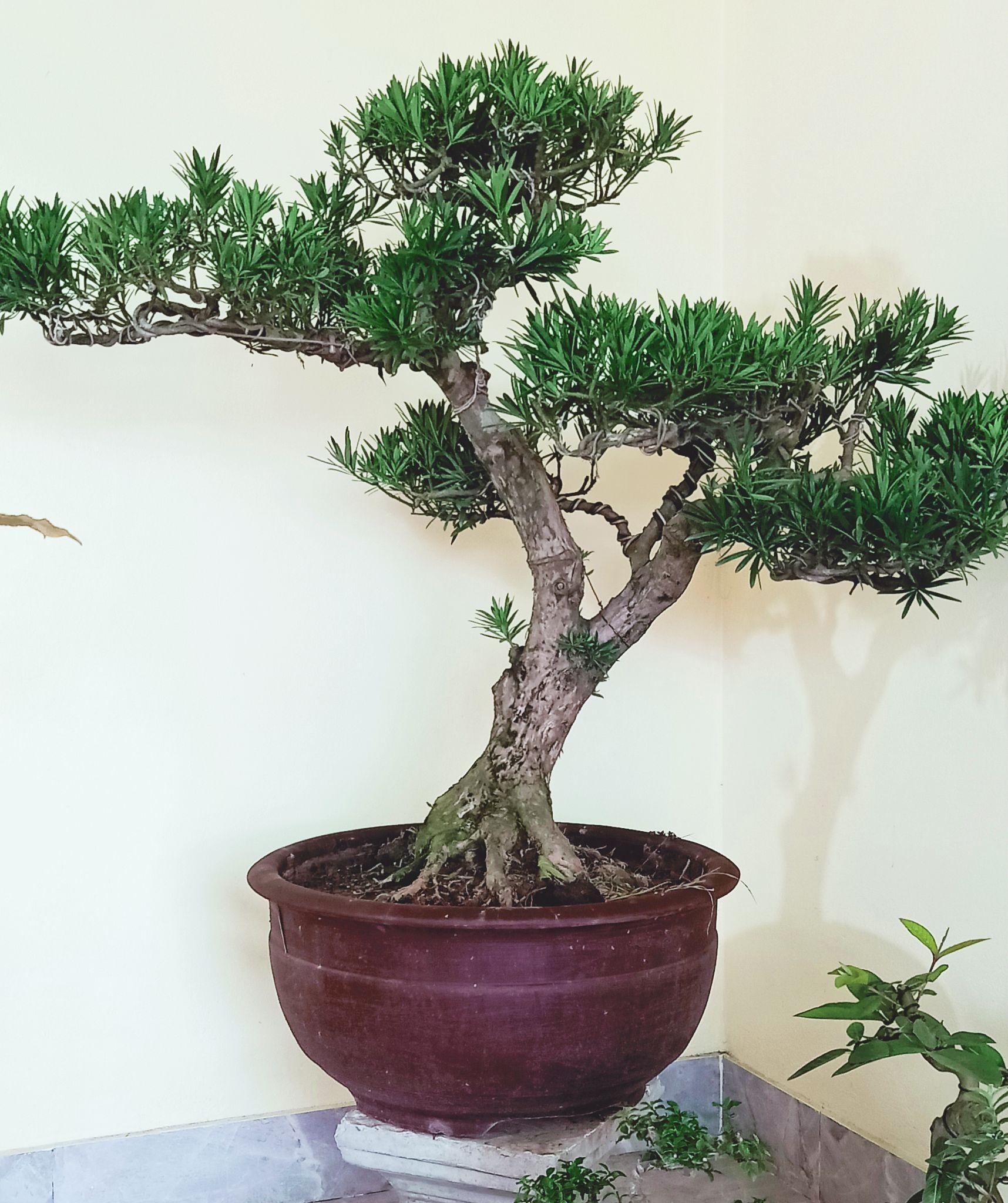 Thông lahan có ý nghĩa gì và cách tạo dáng đẹp nhất - 11