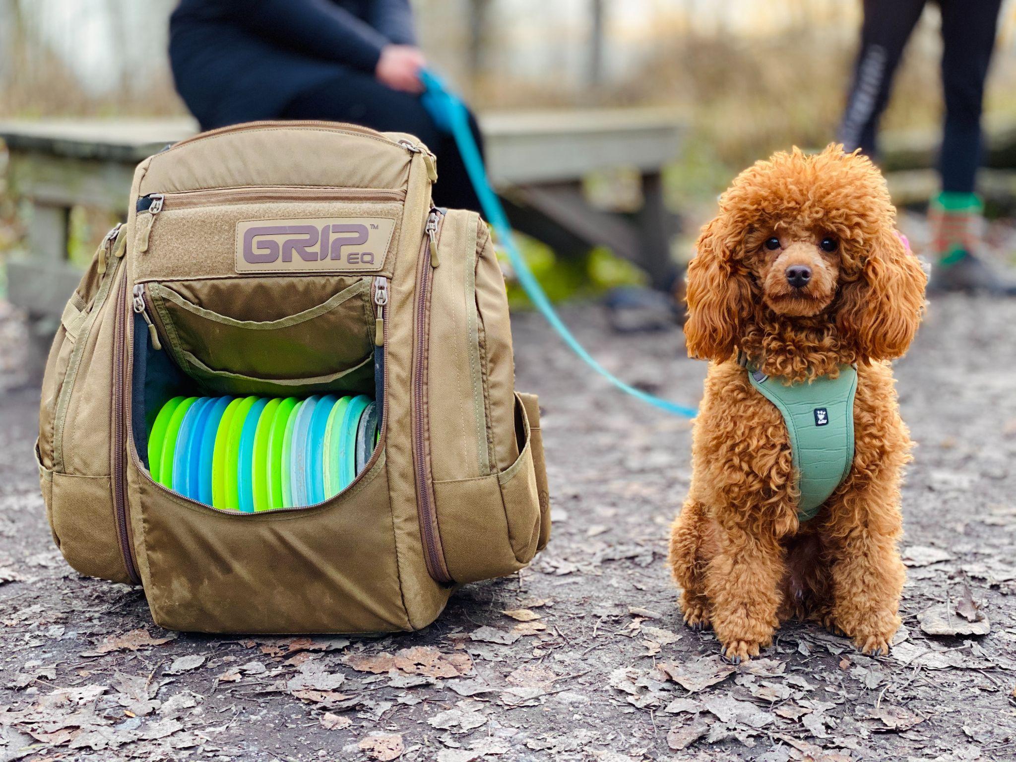 Chó Poodle - Đặc điểm, phân loại và cách nuôi - 12