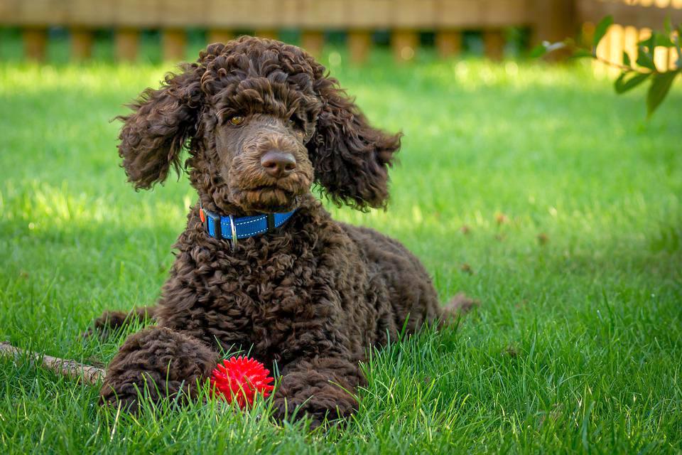 Chó Poodle - Đặc điểm, phân loại và cách nuôi - 8