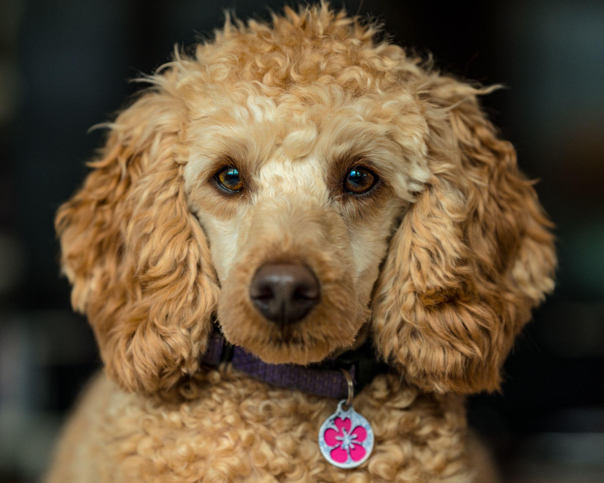 Hơn 56.800 Chó Poodle ảnh, hình chụp & hình ảnh trả phí bản quyền một lần  sẵn có - iStock
