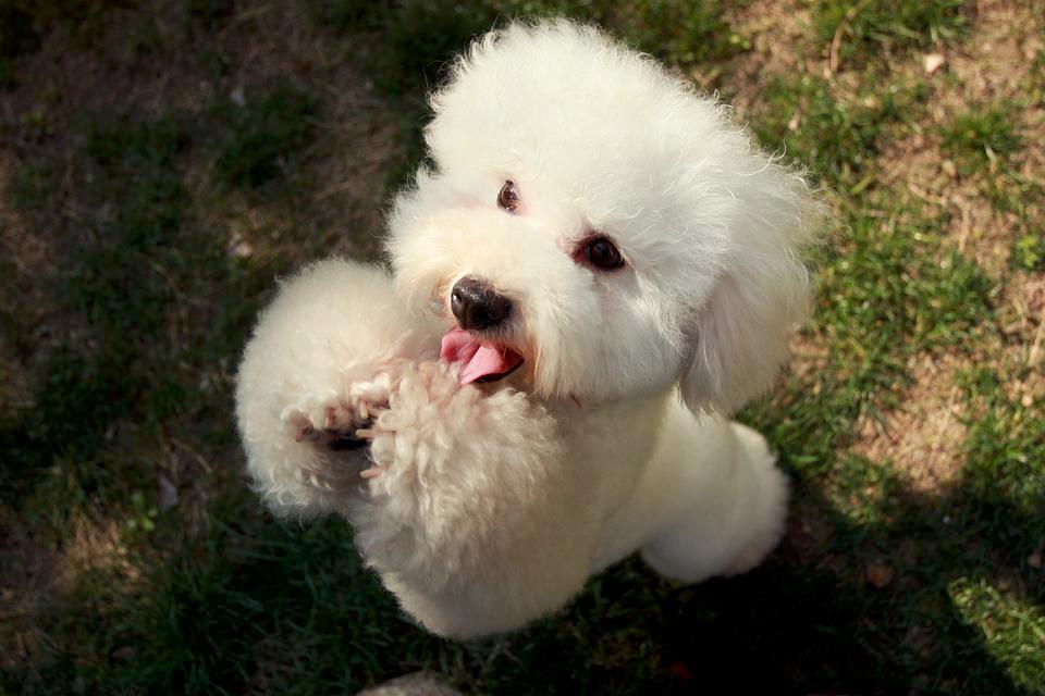 Chó Poodle - Đặc điểm, phân loại và cách nuôi - 6