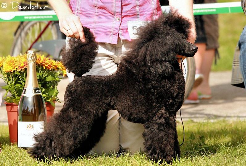 Chó Poodle - Đặc điểm, phân loại và cách nuôi - 10