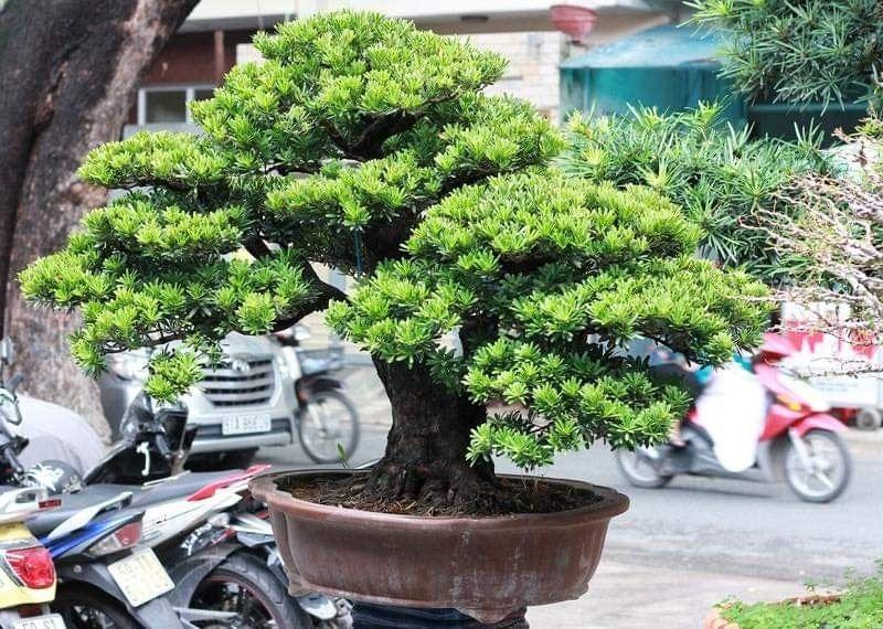 Ý nghĩa của cây tùng la hán và cách tạo dáng đẹp nhất - 14