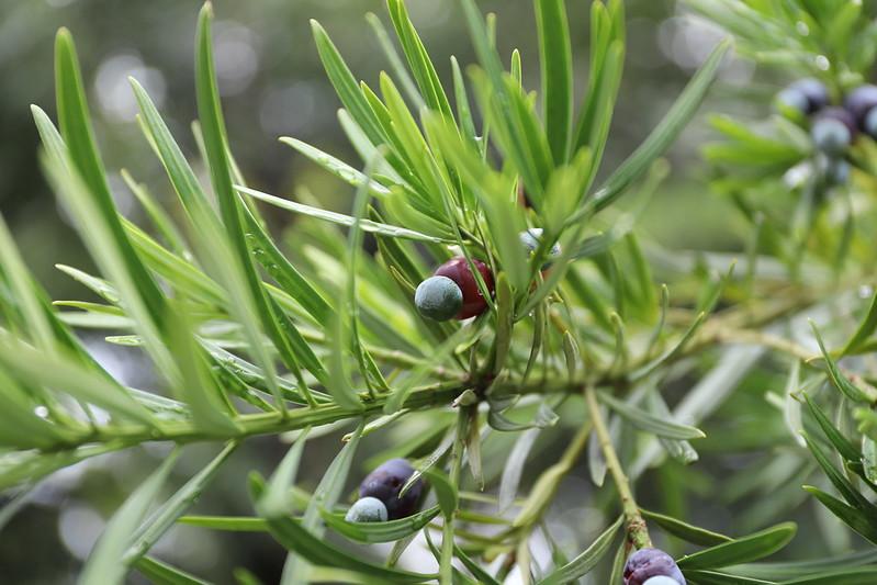 Thông lahan có ý nghĩa gì và cách tạo dáng đẹp nhất - 4