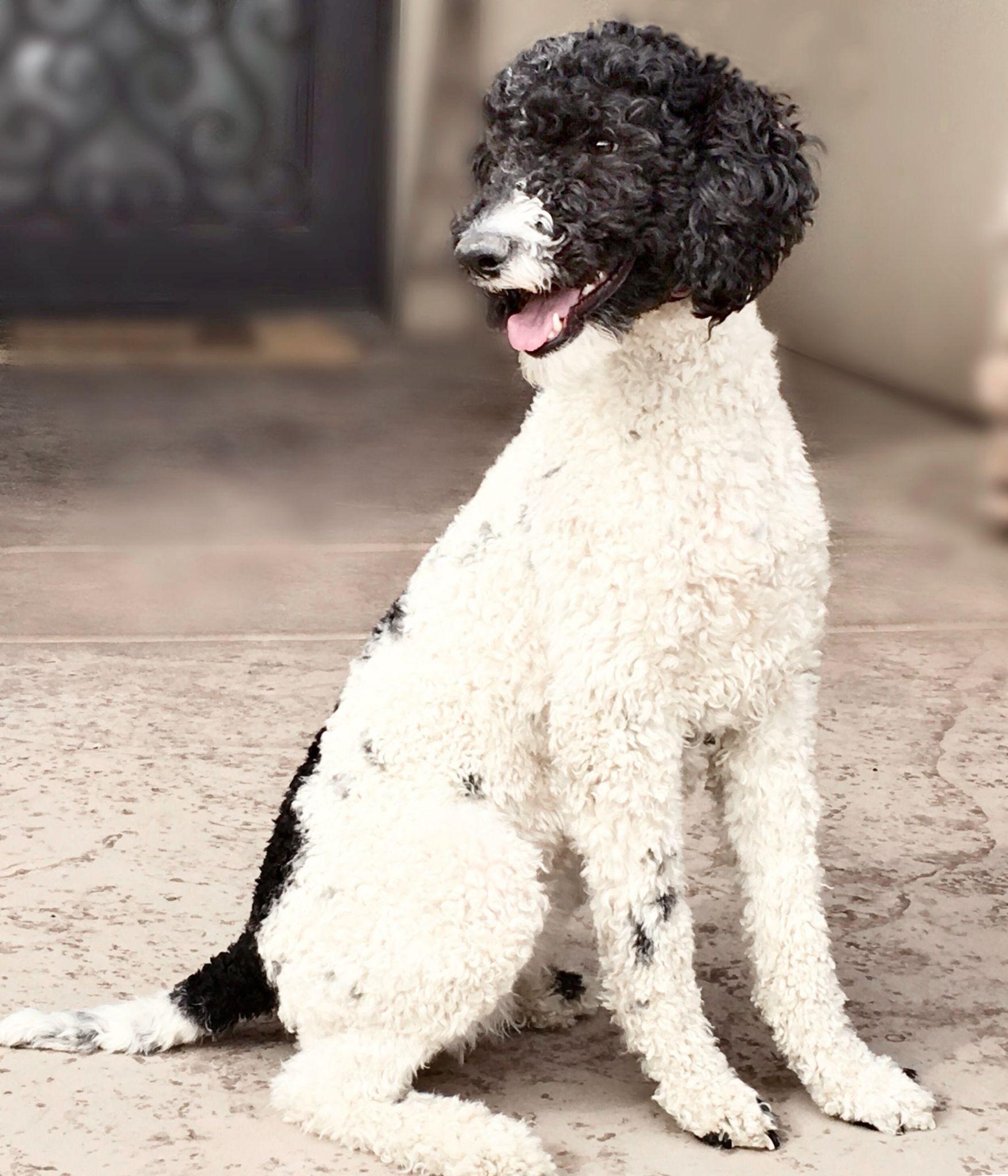 Chó Poodle - Đặc điểm, phân loại và cách nuôi - 7