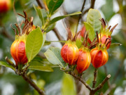 Nhà đẹp - Cây dành dành - Phân loại, đặc điểm, cách trồng và chăm sóc tốt nhất