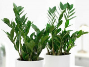 Nhà đẹp - Cây kim tiền - ý nghĩa phong thủy, cách trồng và chăm sóc