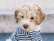 Nhà đẹp - Chó Poodle - Đặc điểm, phân loại và cách nuôi