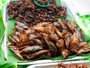 Tin tức - Nghề lạ ở Việt Nam: Nuôi loài đặc sản nhìn ghê sợ trước có đầy ở ruộng, ngày cho ăn 1-2 lần dễ dàng thu 50 triệu đồng/tháng