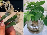 Nhà đẹp - 3 loại hoa được ví là máy lọc không khí, vừa đẹp vừa mang lại may mắn tài lộc