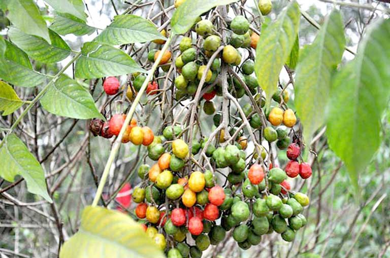 Tại Việt Nam, chúng mọc hoang ở vùng núi hoặc được trồng trong vườn nhà ở một số địa phương.
