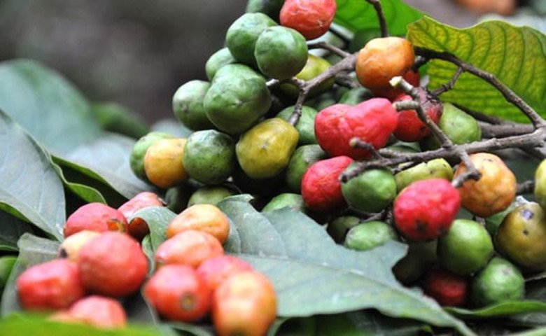 Ngoài ra, người dân quê chị Diệu Anh còn dùng dâu da xoan xanh để nấu canh chua như canh cá, canh xương...