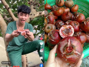 Xem ăn chơi - Loại quả mọc hoang trong rừng không ai ngó ngàng, nay “hot” mạng nhiều người lùng mua, 50.000 đồng/kg