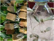 Nhà đẹp - Giâm hoa từ cành chỉ cần sử dụng 2 mẹo, nửa tháng sẽ ra rễ, tỷ lệ sống cao