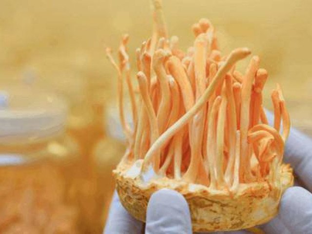 Đông trùng hạ thảo và sự thật khiến người mua ngã ngửa