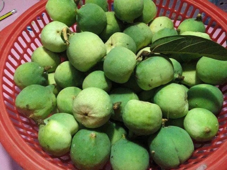Quả tròn, to như quả chanh, phần ruột nhìn lại như quả sung, vỏ khá dày, mịn màng.