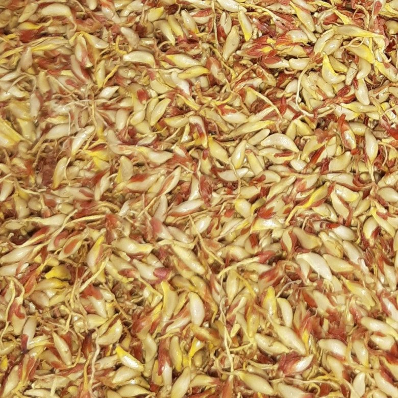 Hạt có giá khá đắt đỏ, dao động từ 300.000 đến 400.000 đồng/kg.