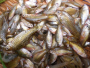 Xem ăn chơi - Loại cá bé tí ti xưa có đầy, giờ thành đặc sản nổi tiếng miền Trung hấp dẫn dân thành phố, 80.000 đồng/kg