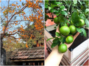 Nhà đẹp - 3 loại “cây may mắn” trồng một lần vừa có quả ăn, vừa để ngắm rất đẹp