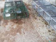 Tin tức - Nghề lạ ở Việt Nam: Nuôi loài nhìn "sợ khiếp vía", cho ăn thứ rẻ tiền, nông dân nghèo trở thành tỷ phú