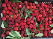 Xem ăn chơi - Loại quả xưa chín rụng đầy vườn không ai ăn, giờ thành đặc sản nổi tiếng hương vị lạ, 250.000 đồng/kg
