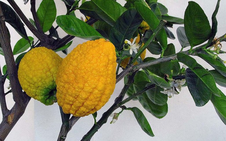 Chanh yên rừng (hay còn gọi là thanh yên) thuộc họ nhà cam quýt có tên khoa học là Citron được trồng ở rất nhiều nơi trên thế giới.