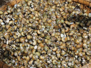 Tiêu dùng - Đặc sản bé tí ở Tiền Giang, xưa giá rẻ bèo, nay nổi tiếng thơm ngon, 160.000đồng/kg không mấy ai được thưởng thức