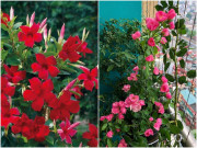 Nhà đẹp - 3 loại hoa không sợ nắng gắt, trồng bây giờ 1 tháng sau sẽ lớn thành khu vườn nhỏ