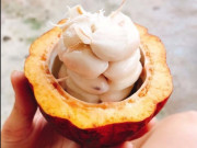 Xem ăn chơi - Loại quả quen mà lạ làm đồ uống ai cũng mê, giá chỉ 25.000 đồng/quả