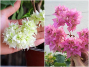 Nhà đẹp - Hoa giấy chỉ có lá mà không có hoa? Làm 4 "hành động nhỏ" hoa sẽ nở thành chùm