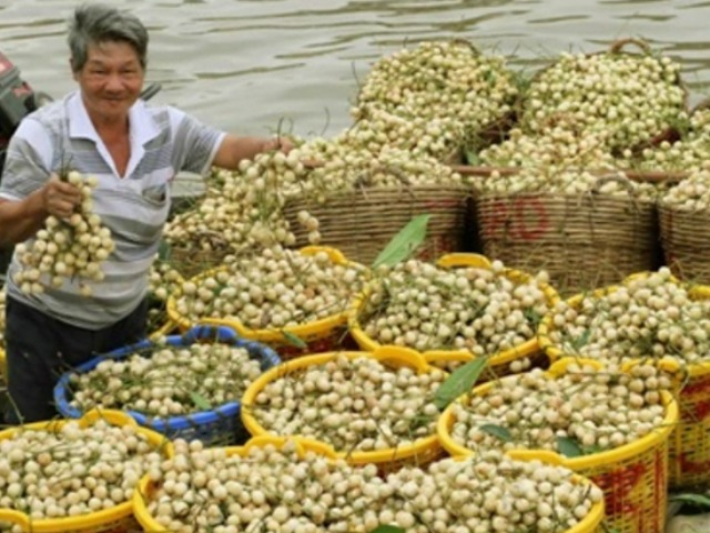 Loại quả xưa có đầy vườn không ai hái, giá rẻ bèo, nay thành đặc sản nổi tiếng được ưa chuộng đến lạ, 30.000 đồng/kg