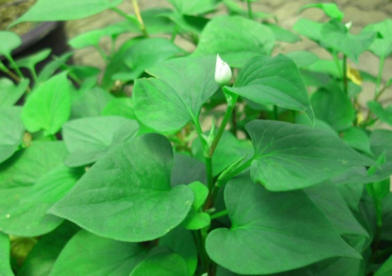 Rau diếp cá hay còn gọi dấp cá, lá giấp, rau giấp, ngải cá, lá tim, đuôi thằn lằn.