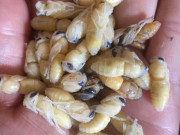 Tiêu dùng - Loại kịch độc được dân nhậu xem như đặc sản, lùng mua với giá nửa triệu đồng/kg