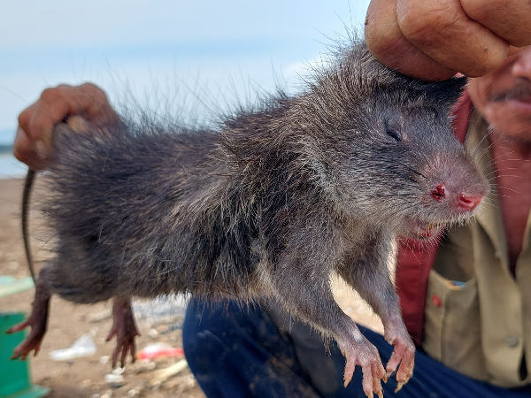 Nghề lạ ở Việt Nam: Bẫy loài phá hoại mùa màng, bốc mùi hôi nhưng là đặc sản nổi tiếng, kiếm tiền triệu mỗi ngày - 1