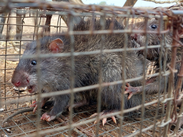 Nghề lạ ở Việt Nam: Bẫy loài phá hoại mùa màng, bốc mùi hôi thối nhưng là đặc sản nổi tiếng, kiếm tiền triệu mỗi ngày - 3