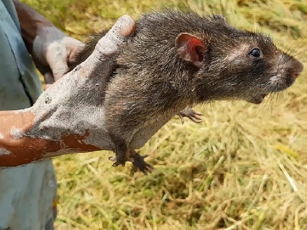 Nghề lạ ở Việt Nam: Bẫy loài phá hoại mùa màng, bốc mùi hôi nhưng là đặc sản nổi tiếng, kiếm tiền triệu mỗi ngày - 4