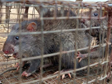 Nghề lạ ở Việt Nam: Đặt bẫy loài phá hoại mùa màng, mùi hôi hám nhưng là đặc sản nổi tiếng, kiếm tiền triệu mỗi ngày